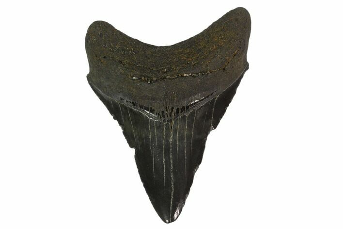 Fossil Megalodon Tooth - South Carolina #130844
